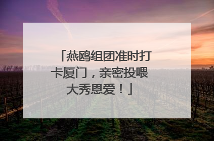 燕鸥组团准时打卡厦门，亲密投喂大秀恩爱！