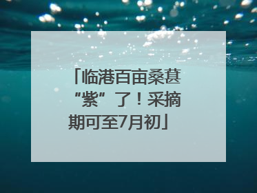 临港百亩桑葚“紫”了！采摘期可至7月初