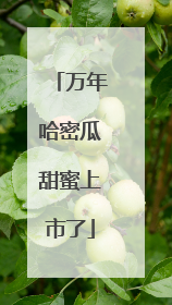 万年哈密瓜甜蜜上市了