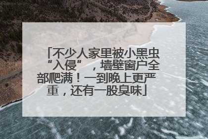 不少人家里被小黑虫“入侵”，墙壁窗户全部爬满！一到晚上更严重，还有一股臭味
