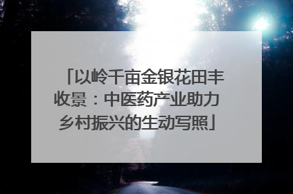 以岭千亩金银花田丰收景：中医药产业助力乡村振兴的生动写照