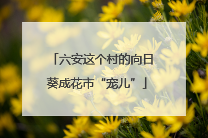 六安这个村的向日葵成花市“宠儿”