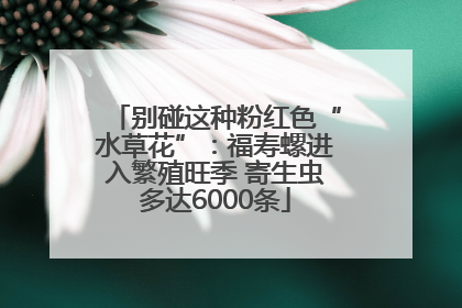 别碰这种粉红色“水草花”：福寿螺进入繁殖旺季 寄生虫多达6000条