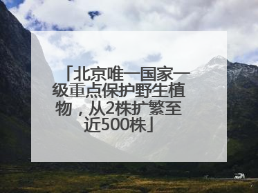 北京唯一国家一级重点保护野生植物，从2株扩繁至近500株