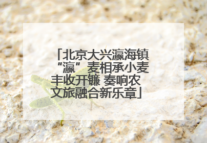 北京大兴瀛海镇“瀛”麦相承小麦丰收开镰 奏响农文旅融合新乐章