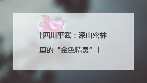 四川平武：深山密林里的“金色精灵”