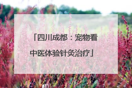四川成都：宠物看中医体验针灸治疗