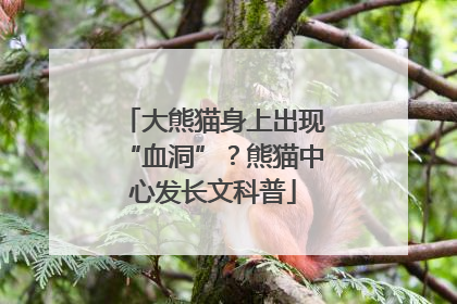 大熊猫身上出现“血洞”？熊猫中心发长文科普