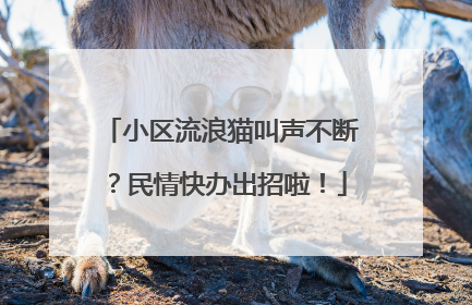 小区流浪猫叫声不断？民情快办出招啦！
