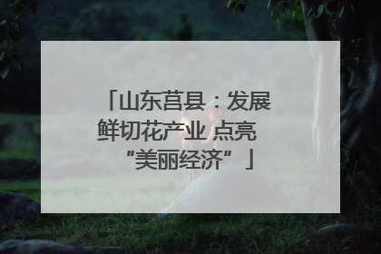 山东莒县：发展鲜切花产业 点亮“美丽经济”