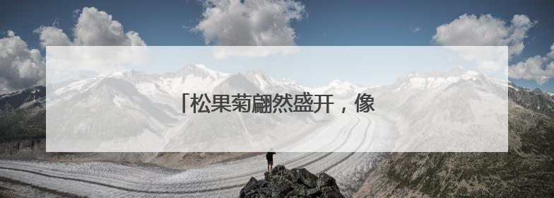 松果菊翩然盛开，像夏天写给大地的情书