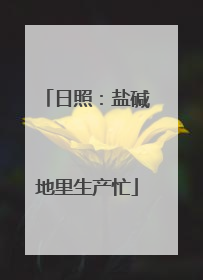 日照：盐碱地里生产忙