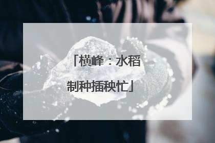 横峰：水稻制种插秧忙