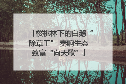 樱桃林下的白鹅“除草工” 奏响生态致富“向天歌”