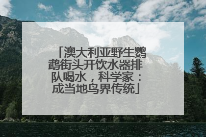 澳大利亚野生鹦鹉街头开饮水器排队喝水，科学家：成当地鸟界传统