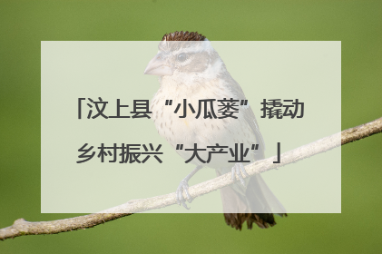 汶上县“小瓜蒌”撬动乡村振兴“大产业”