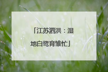 江苏泗洪：湿地白鹭育雏忙