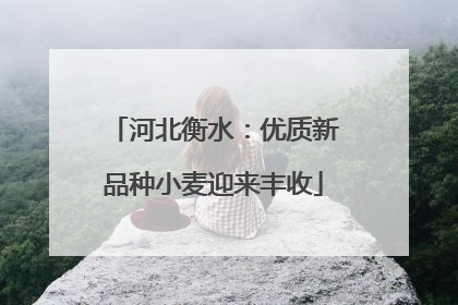 河北衡水：优质新品种小麦迎来丰收