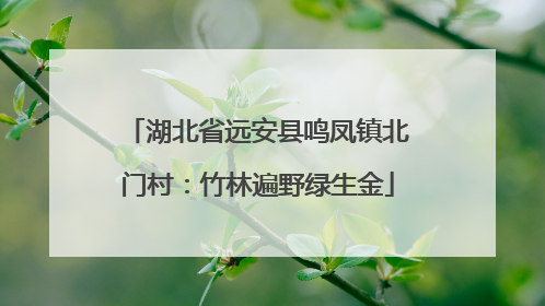 湖北省远安县鸣凤镇北门村：竹林遍野绿生金