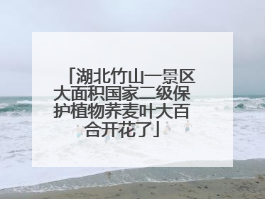 湖北竹山一景区大面积国家二级保护植物荞麦叶大百合开花了