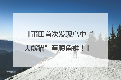 莆田首次发现鸟中“大熊猫”黄腹角雉！