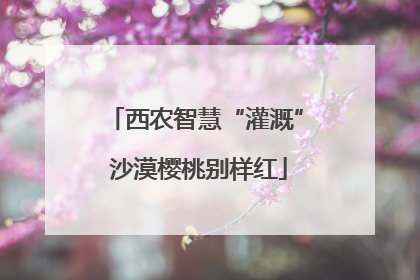 西农智慧“灌溉” 沙漠樱桃别样红