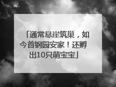 通常悬崖筑巢，如今首钢园安家！还孵出10只萌宝宝