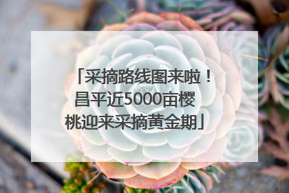 采摘路线图来啦！昌平近5000亩樱桃迎来采摘黄金期