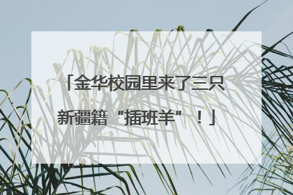金华校园里来了三只新疆籍“插班羊”！