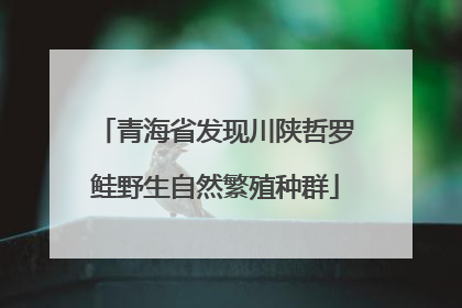 青海省发现川陕哲罗鲑野生自然繁殖种群