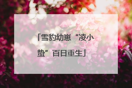 雪豹幼崽“凌小蛰”百日重生