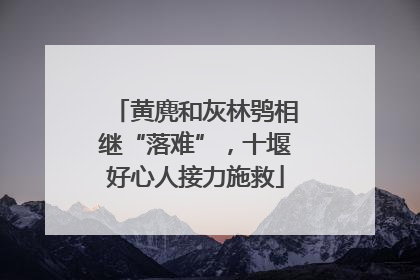 黄麂和灰林鸮相继“落难”，十堰好心人接力施救