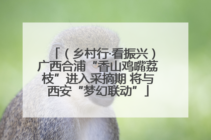 （乡村行·看振兴）广西合浦“香山鸡嘴荔枝”进入采摘期 将与西安“梦幻联动”