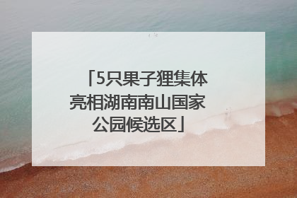 5只果子狸集体亮相湖南南山国家公园候选区